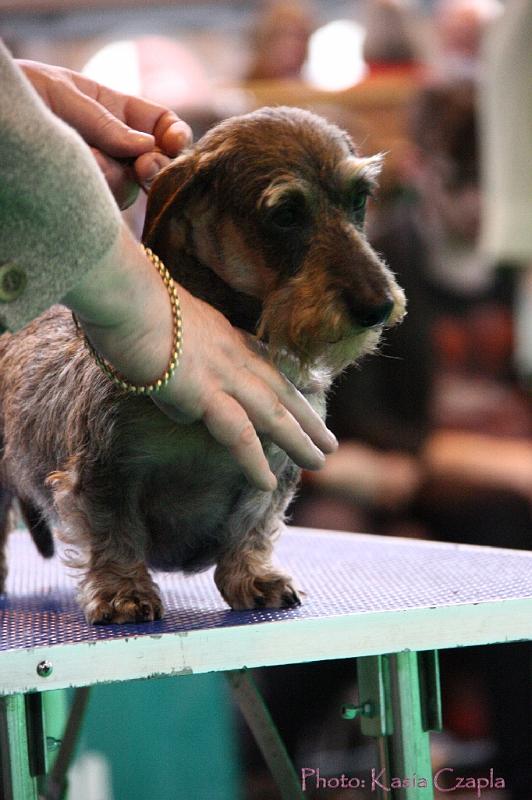 Crufts2011_2 1503.jpg